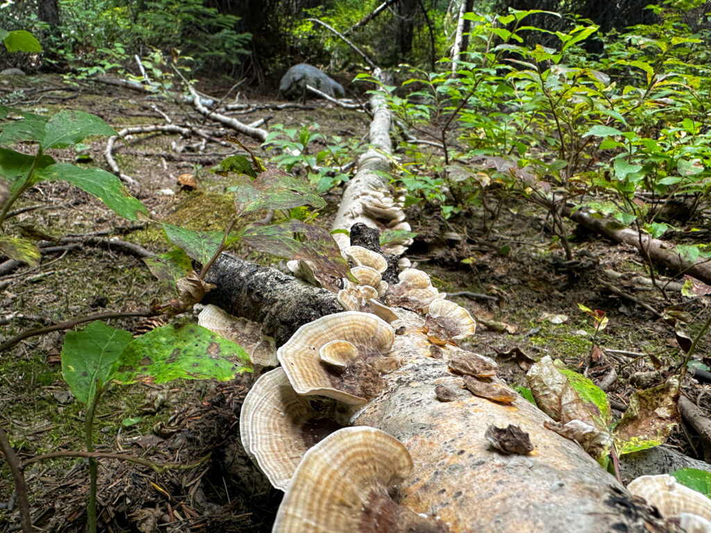 Close-up of forest fungi sprouting from a decaying log on a spring hike in Rossland, British Columbia.