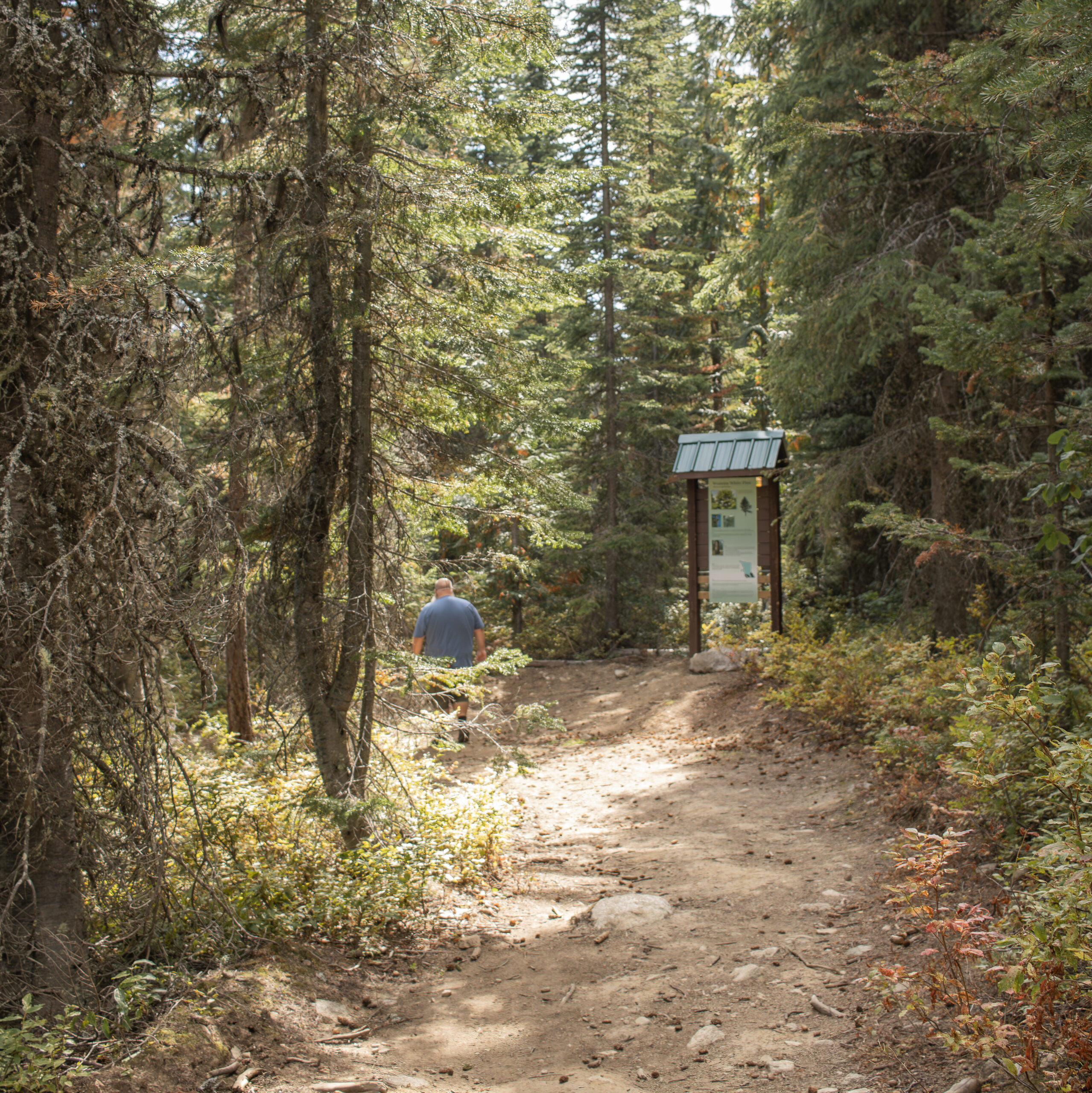 Start of the 100 Acre Wood Trail in Rossland, surrounded by tall cedars and fresh spring greenery.