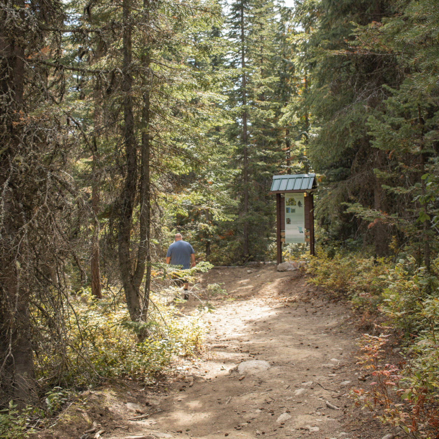 Article Cover - Start of the 100 Acre Wood Trail in Rossland, surrounded by tall cedars and fresh spring greenery.